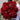 Pfingstrose 30 Schnittblumen Red Charm